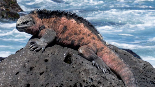 Galapagos Islands